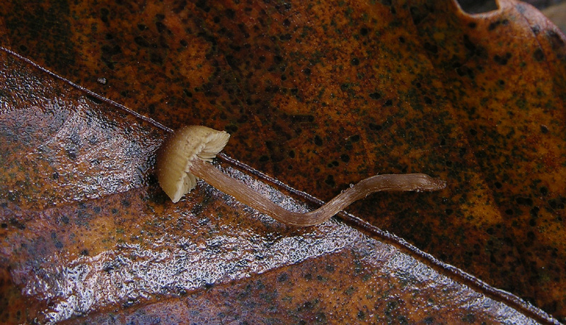 Galerina da determinare n0043(2007).